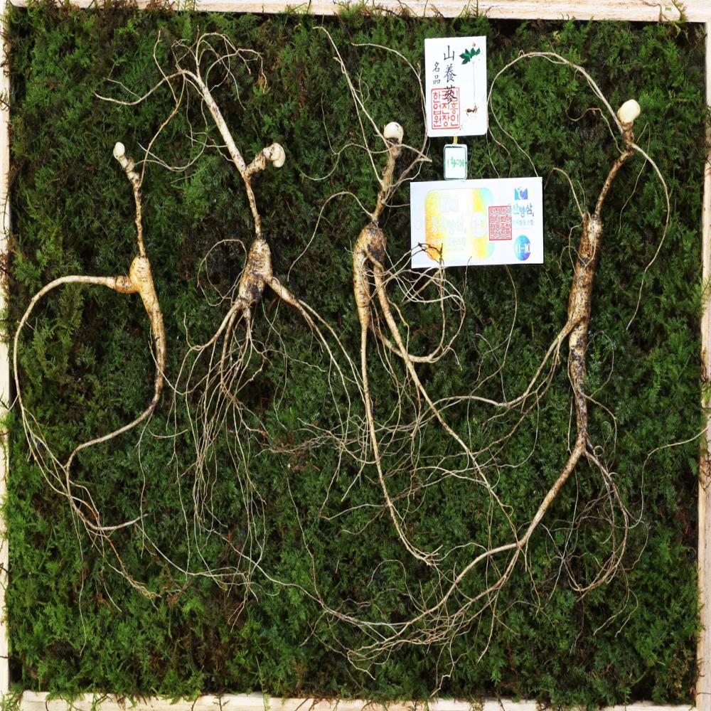 산양삼10년이상 6구