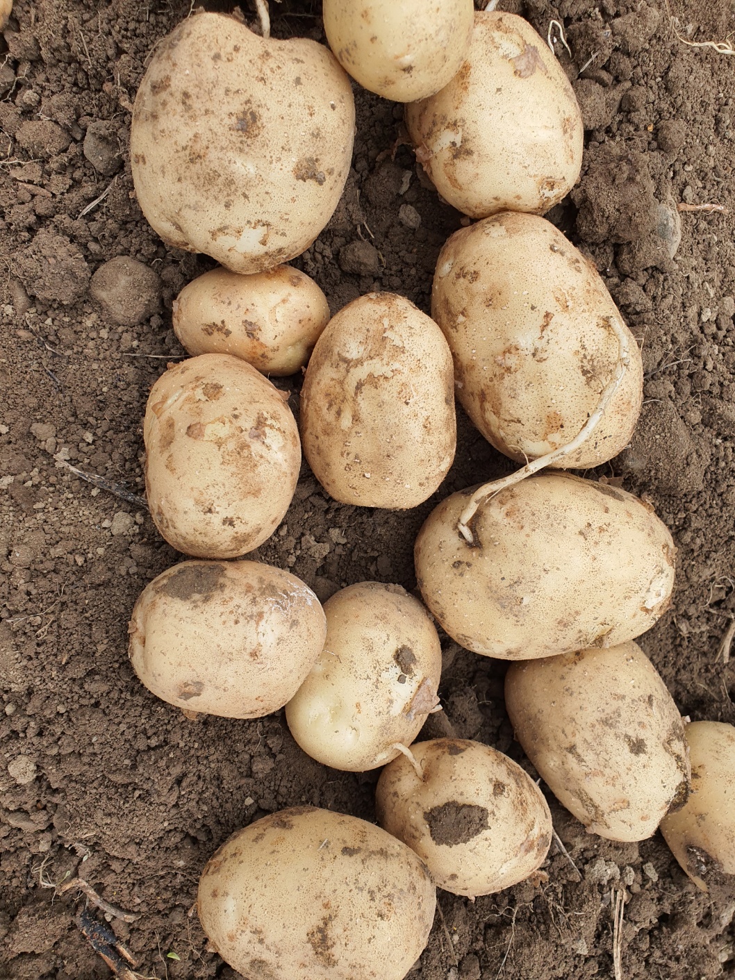 사포닌함유 수미감자 5kg